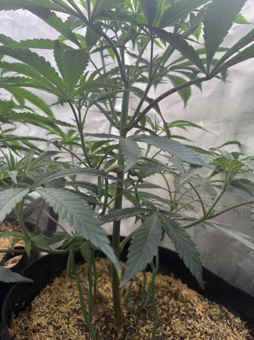 Boardwalk Bubba LIHE. Week 6