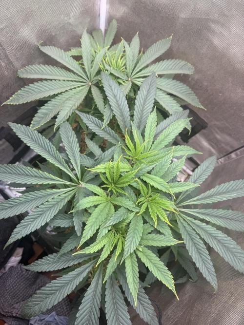 Boardwalk Bubba LIHE. Week 6