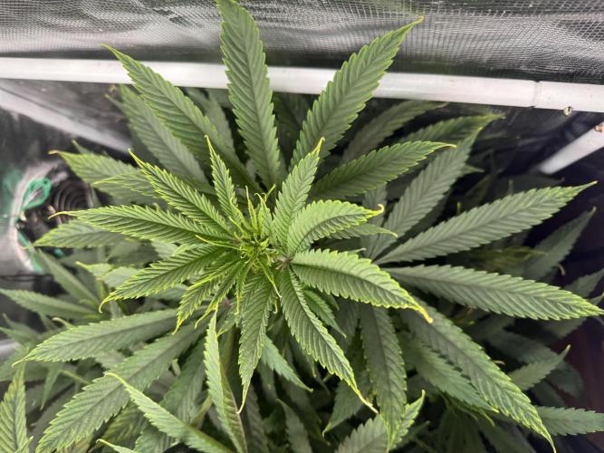 Boardwalk Bubba LIHE. Week 8