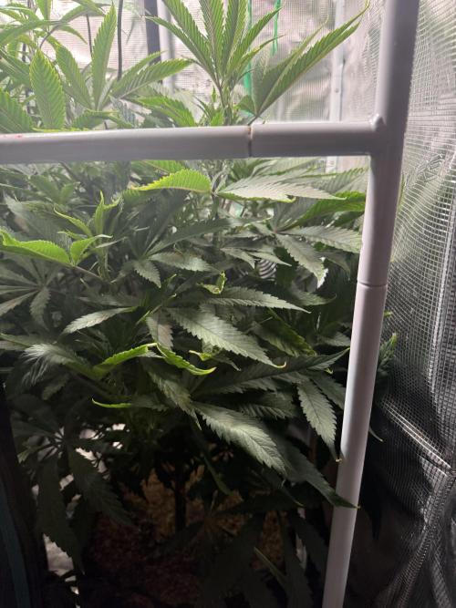 Boardwalk Bubba LIHE. Week 8