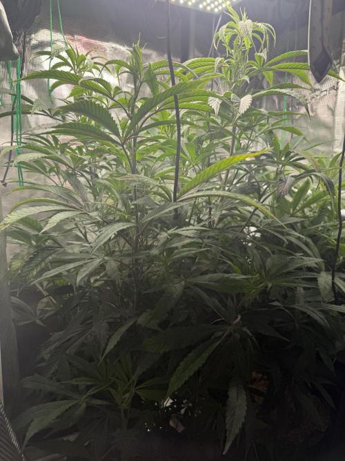 Boardwalk Bubba LIHE. Week 8