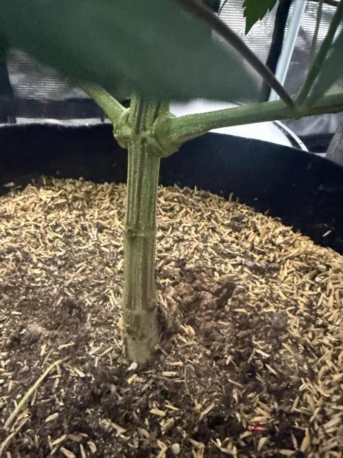 Boardwalk Bubba LIHE. Week 8