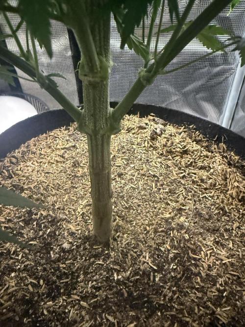 Boardwalk Bubba LIHE. Week 8