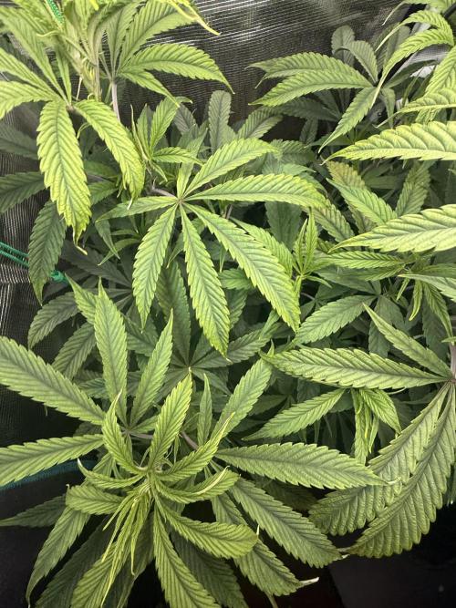 Boardwalk Bubba LIHE. Week 8