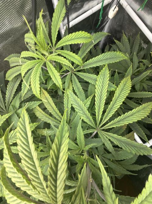 Boardwalk Bubba LIHE. Week 8