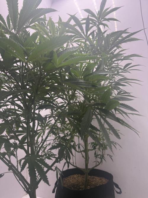 Boardwalk Bubba LIHE. Week 9