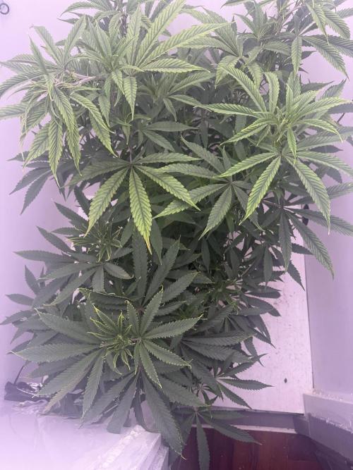 Boardwalk Bubba LIHE. Week 9