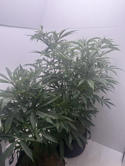 Boardwalk Bubba LIHE. Week 9