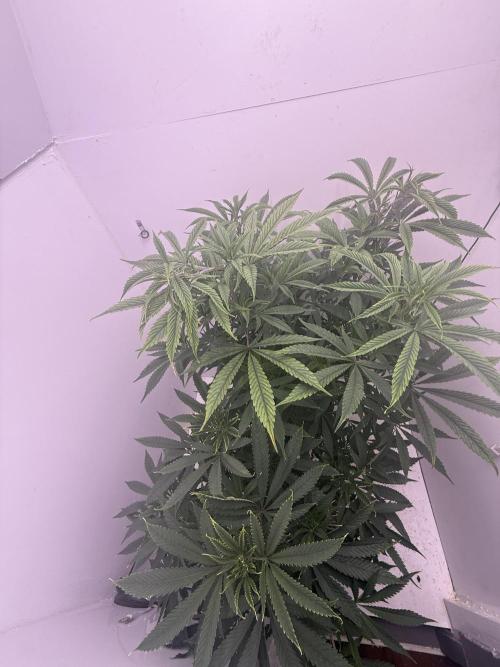 Boardwalk Bubba LIHE. Week 9