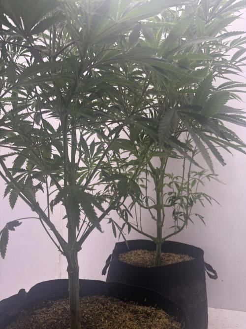 Boardwalk Bubba LIHE. Week 9