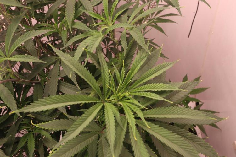 Boardwalk Bubba LIHE. Week 10