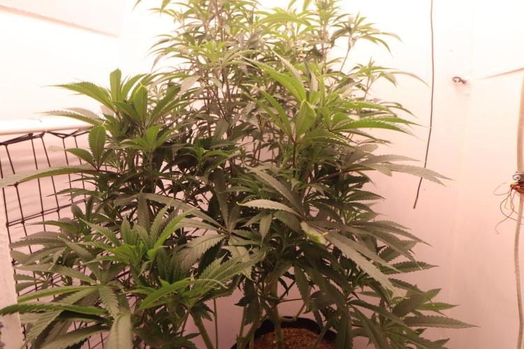 Boardwalk Bubba LIHE. Week 10