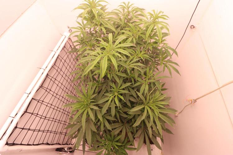 Boardwalk Bubba LIHE. Week 10