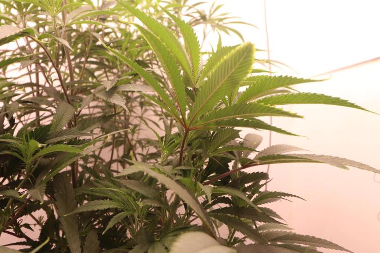 Boardwalk Bubba LIHE. Week 10