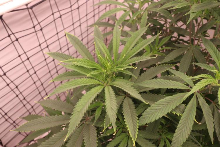 Boardwalk Bubba LIHE. Week 10