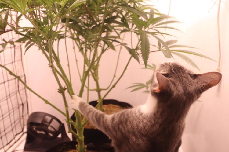 Boardwalk Bubba LIHE. Week 10