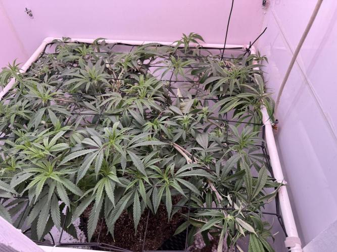 Boardwalk Bubba LIHE. Week 11