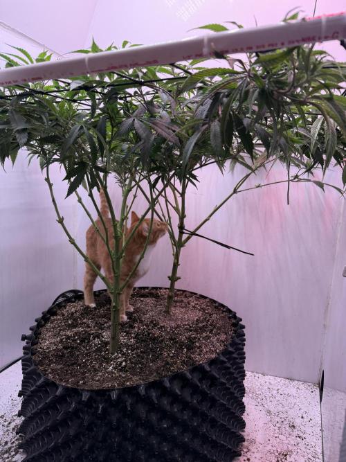 Boardwalk Bubba LIHE. Week 11