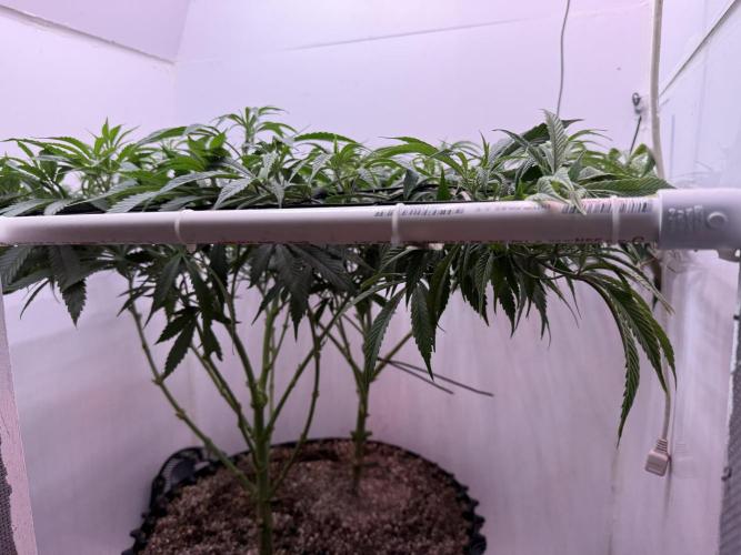 Boardwalk Bubba LIHE. Week 11