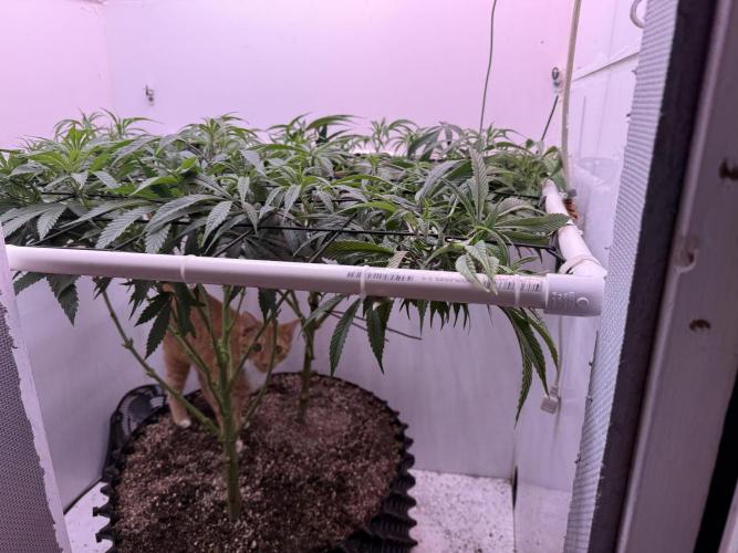 Boardwalk Bubba LIHE. Week 11