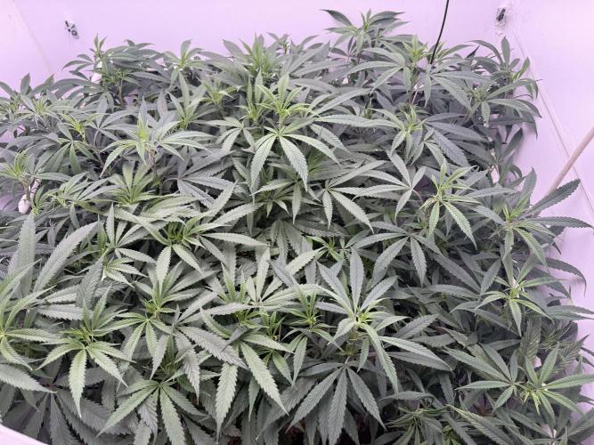 Boardwalk Bubba LIHE. Week 12