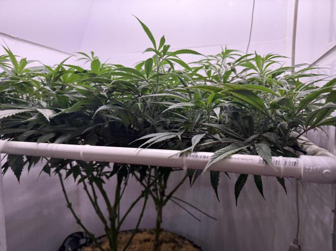 Boardwalk Bubba LIHE. Week 12