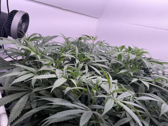 Boardwalk Bubba LIHE. Week 12