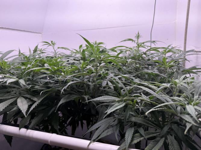 Boardwalk Bubba LIHE. Week 12