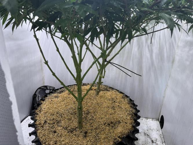 Boardwalk Bubba LIHE. Week 12