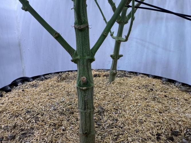 Boardwalk Bubba LIHE. Week 12