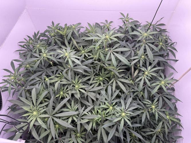 Boardwalk Bubba LIHE. Week 13