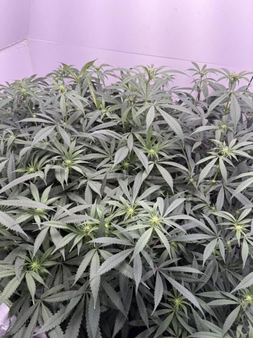 Boardwalk Bubba LIHE. Week 13