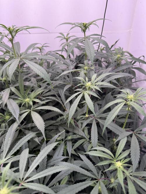 Boardwalk Bubba LIHE. Week 13