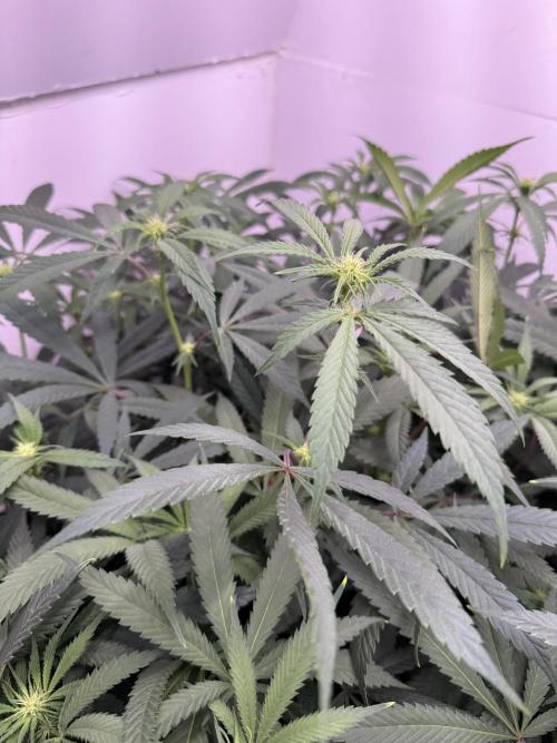 Boardwalk Bubba LIHE. Week 13