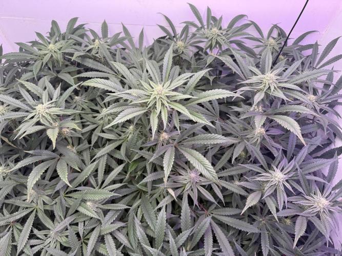 Boardwalk Bubba LIHE. Week 14