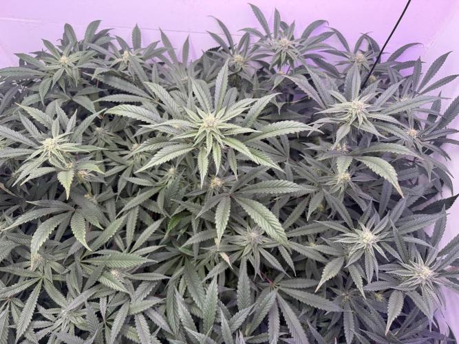 Boardwalk Bubba LIHE. Week 14