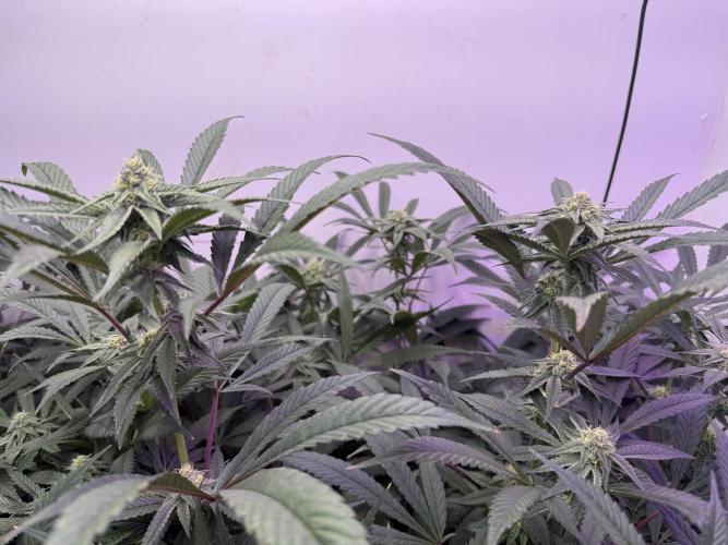 Boardwalk Bubba LIHE. Week 14