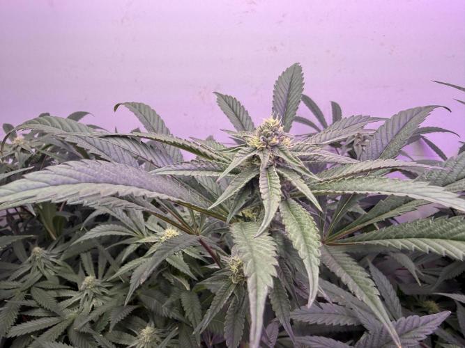 Boardwalk Bubba LIHE. Week 14