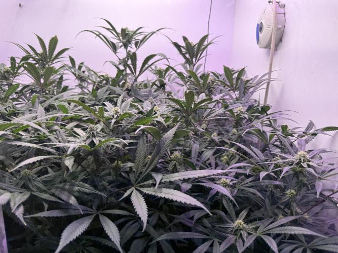 Boardwalk Bubba LIHE. Week 14