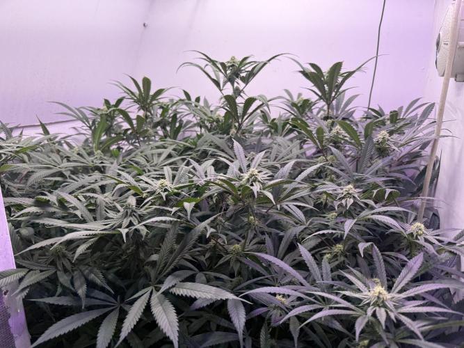 Boardwalk Bubba LIHE. Week 14
