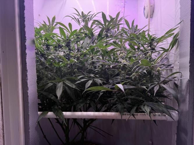 Boardwalk Bubba LIHE. Week 14