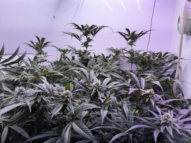 Boardwalk Bubba LIHE. Week 15
