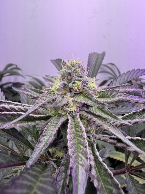 Boardwalk Bubba LIHE. Week 15