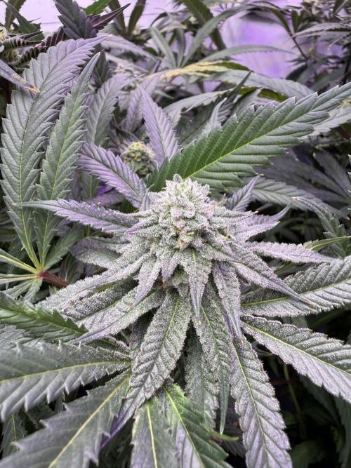 Boardwalk Bubba LIHE. Week 15