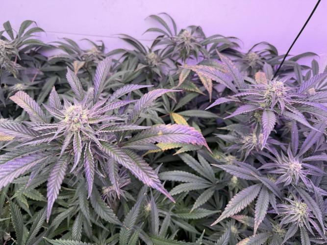Boardwalk Bubba LIHE. Week 15
