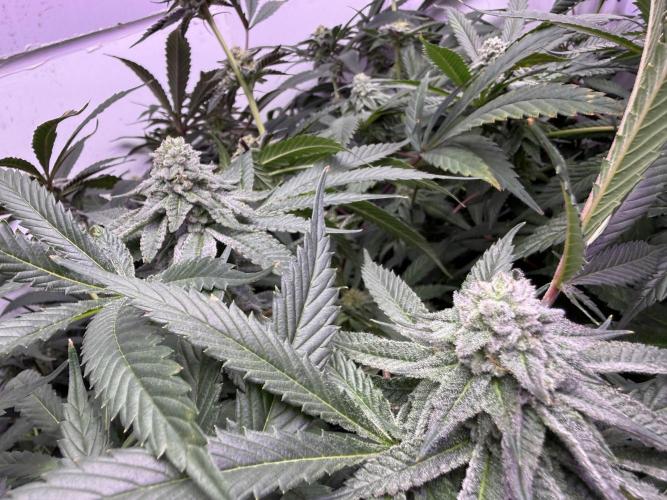 Boardwalk Bubba LIHE. Week 15