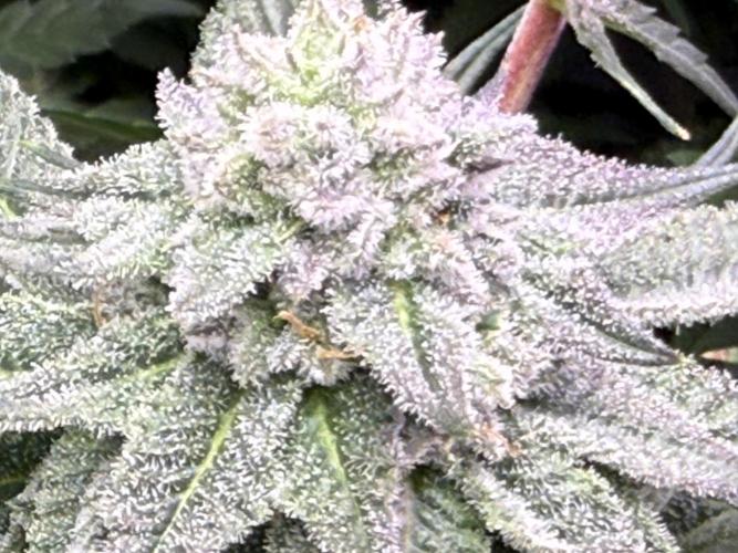 Boardwalk Bubba LIHE. Week 15