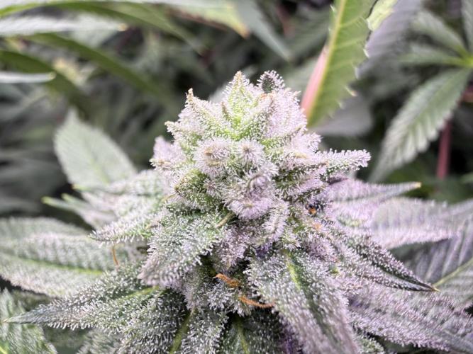 Boardwalk Bubba LIHE. Week 15