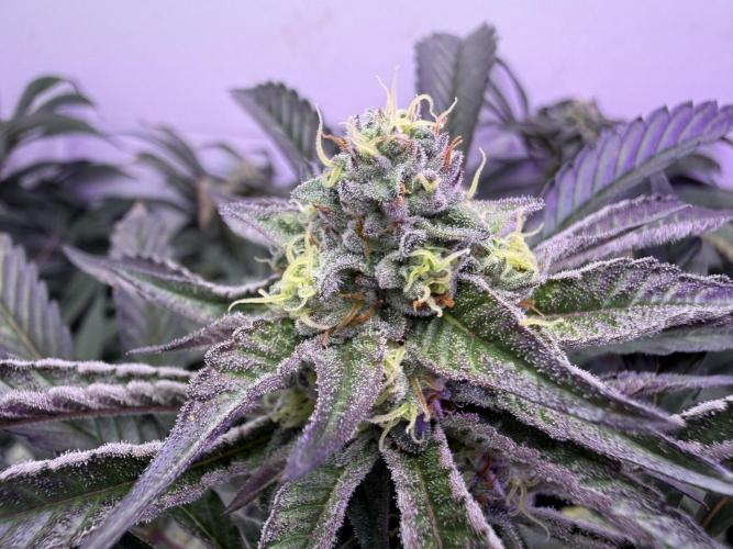 Boardwalk Bubba LIHE. Week 15