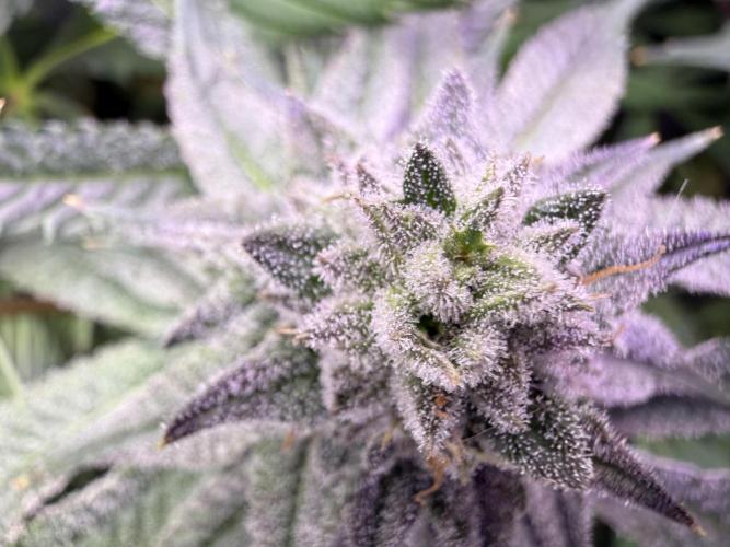 Boardwalk Bubba LIHE. Week 15